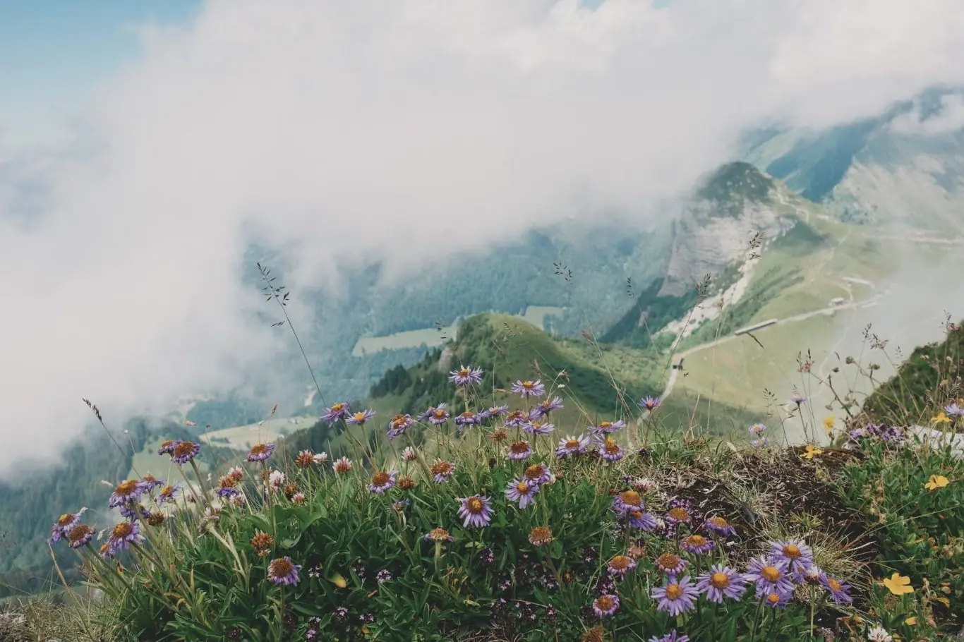 Grüne Almwiese mit Bergpanorama im Hintergrund