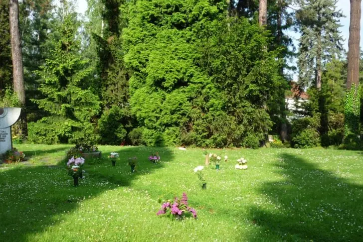 Wiese mit Blumen, die aus dem Boden der Wiese hervorkommen